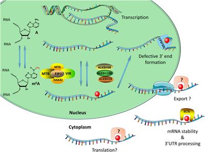 Functional Implications of Active N6-Methyladenosine in Plants